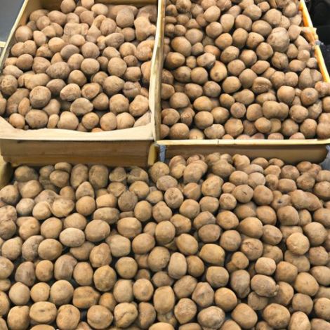 nueces frescas tipo xiner 33 fabricante precio al por mayor para exportación 185 xingfu Nueces con cáscara Fábrica de frutas secas personalizadas al por mayor